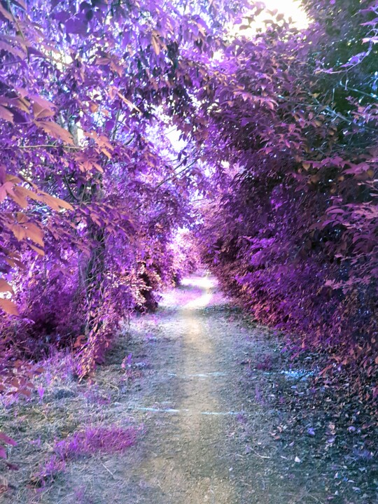 Photography titled "PURPLE WAY" by Paobel, Original Artwork, Digital Photography