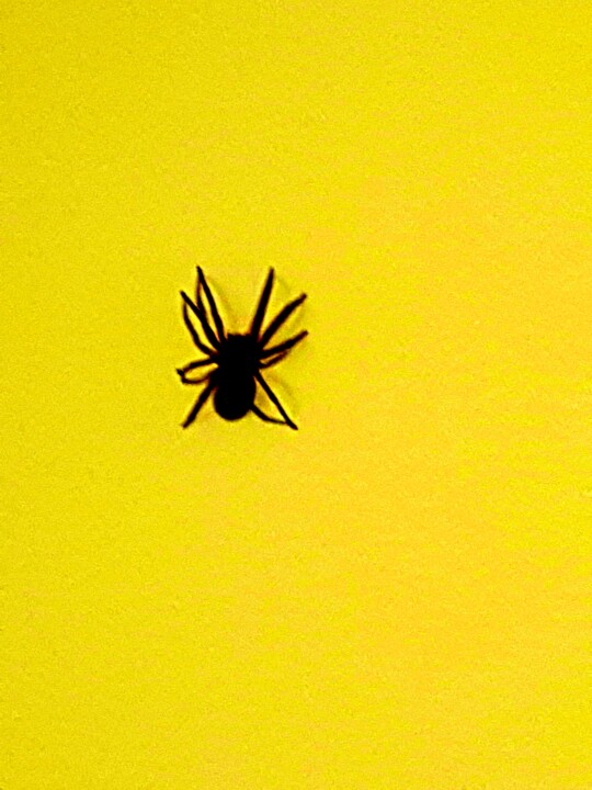 Photographie intitulée "spider yellow" par Paobel, Œuvre d'art originale, Photographie numérique