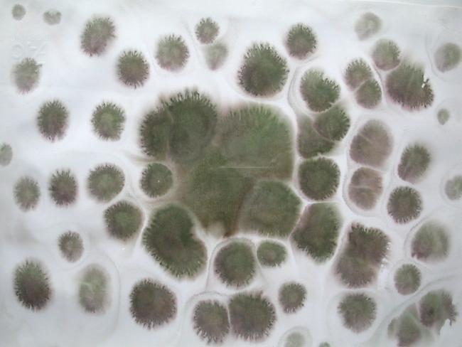 Pintura intitulada "Green cells" por Paolo Avanzi, Obras de arte originais