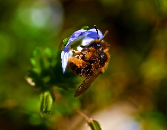 Fotografia intitolato "The bee" da Paolo Demaldè, Opera d'arte originale,