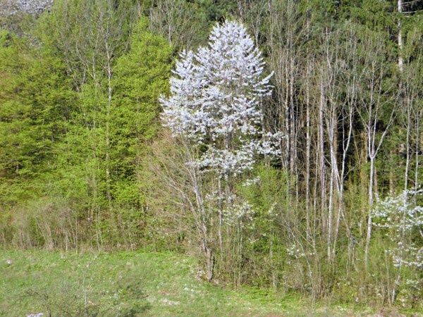 Фотография под названием "Spring" - Papparaco, Подлинное произведение искусства