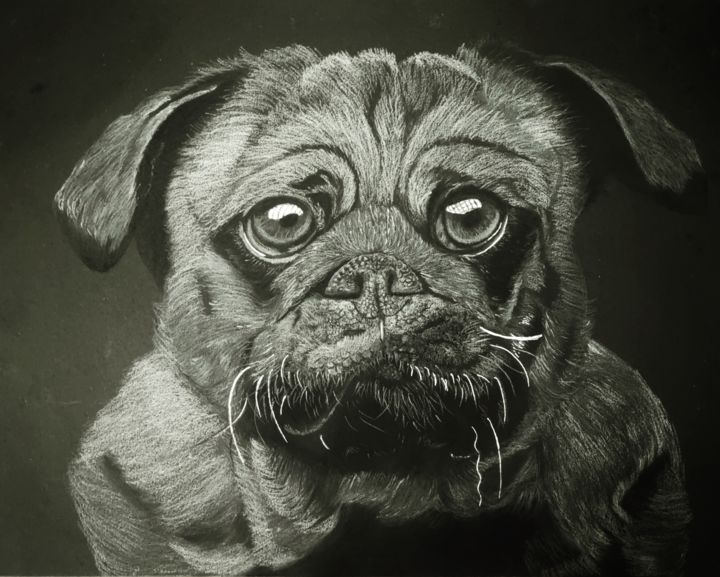 Drawing titled "Pug drawing on blac…" by Parvez Azahar, Original Artwork, Charcoal