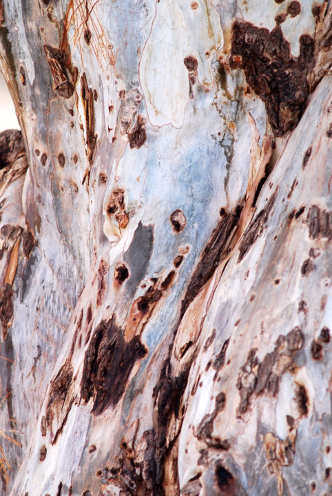 Фотография под названием "Art en arbres" - Pascal Ducroux, Подлинное произведение искусства, Цифровая фотография