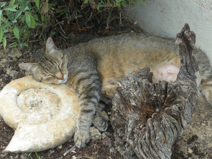 Photographie intitulée "Sieste au soleil" par Pascale Bezaud, Œuvre d'art originale