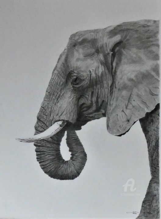 Drawing titled "L'Eléphant" by Pascale Scheip, Original Artwork, Graphite