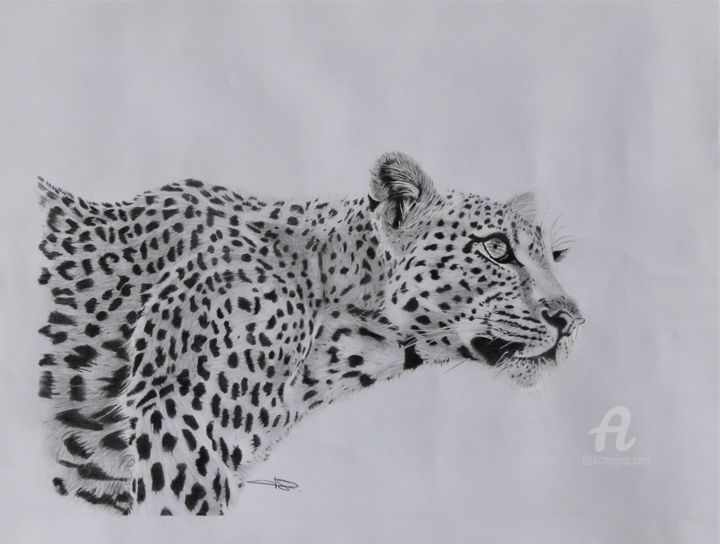 Dessin intitulée "Le léopard" par Pascale Scheip, Œuvre d'art originale, Graphite