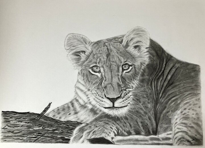 Drawing titled "Jeune lionceau" by Pascale Scheip, Original Artwork, Graphite