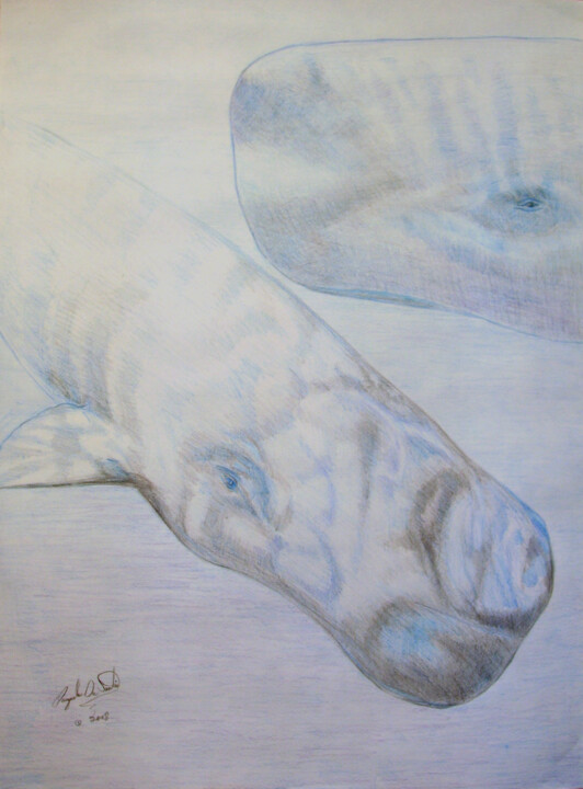 Zeichnungen mit dem Titel "Sperm Whales" von Pasquale Desantis, Original-Kunstwerk, Bleistift