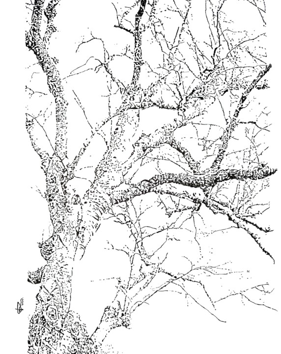 Drawing titled "Albero d' inverno" by Pasquale Luzzo, Original Artwork, Ink