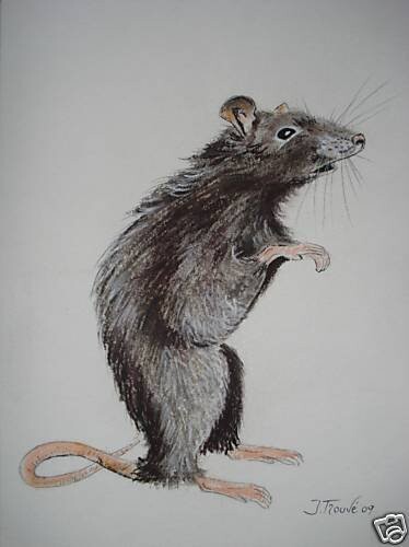 Painting titled "rat.jpg" by Pastelle42, Original Artwork, Oil