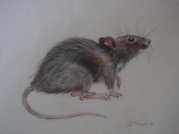 Peinture intitulée "rat3.jpg" par Pastelle42, Œuvre d'art originale, Huile