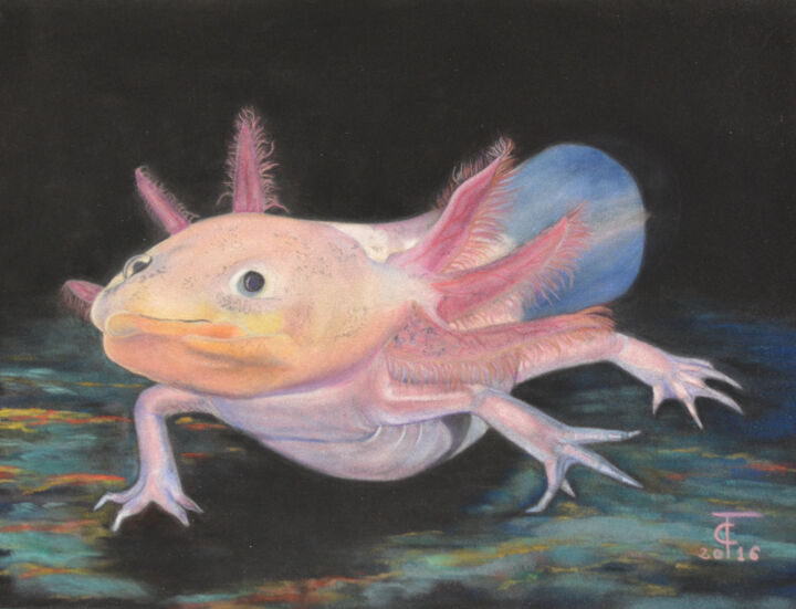 Tekening getiteld "Axolotl" door Pastels Et Velours, Origineel Kunstwerk, Pastel Gemonteerd op Karton