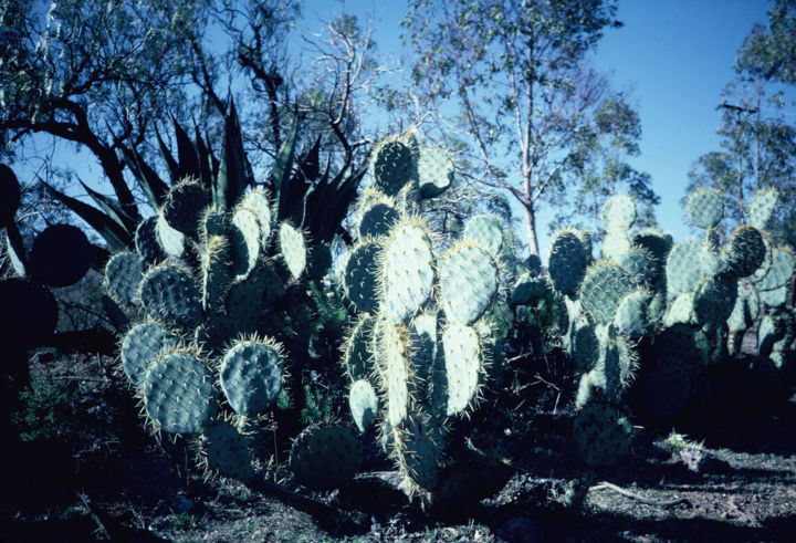 Fotografia intitulada "Mexico 2" por Patrick Daubard, Obras de arte originais