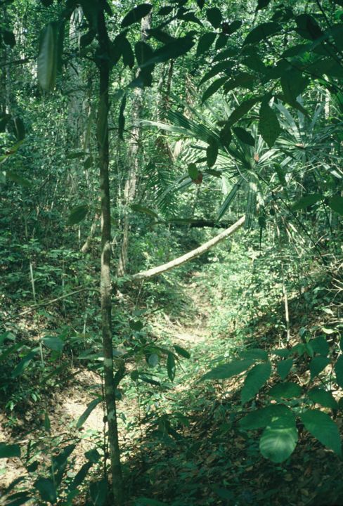 Fotografia intitulada "Jungle" por Patrick Daubard, Obras de arte originais,