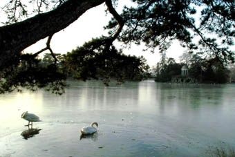 Photographie intitulée "cygnes sur lac glac…" par Patg, Œuvre d'art originale