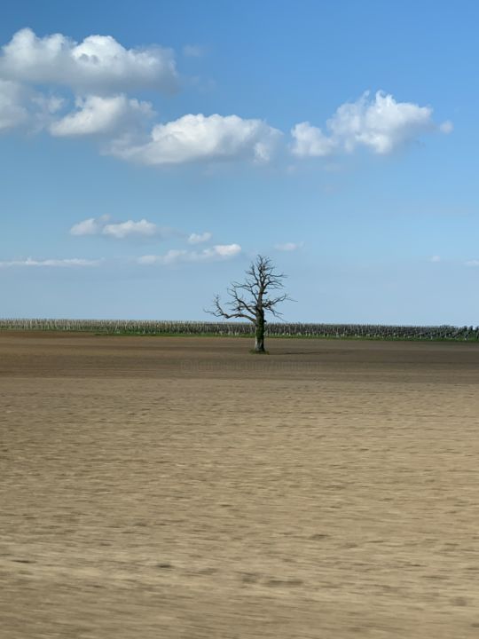 Fotografía titulada "Lonely tree" por Pati Guyot, Obra de arte original, Fotografía digital