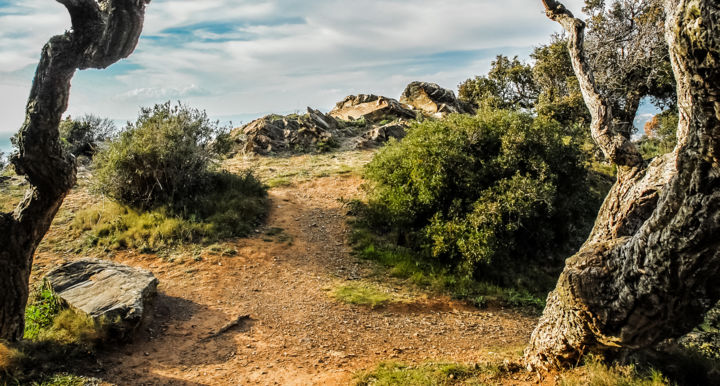 Photography titled "Garrigue" by Patrice Corbin, Original Artwork, Digital Photography