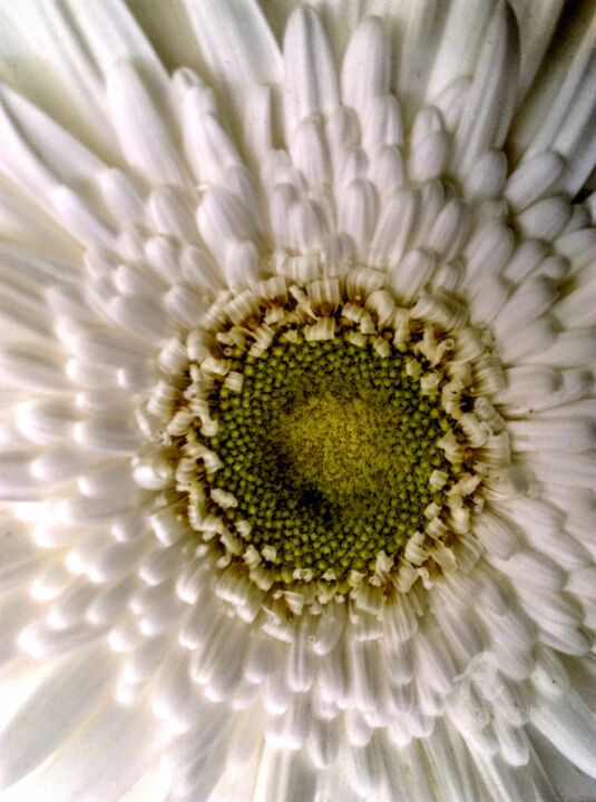 Fotografia zatytułowany „La Marguerite de No…” autorstwa Patrice Le Gall, Oryginalna praca