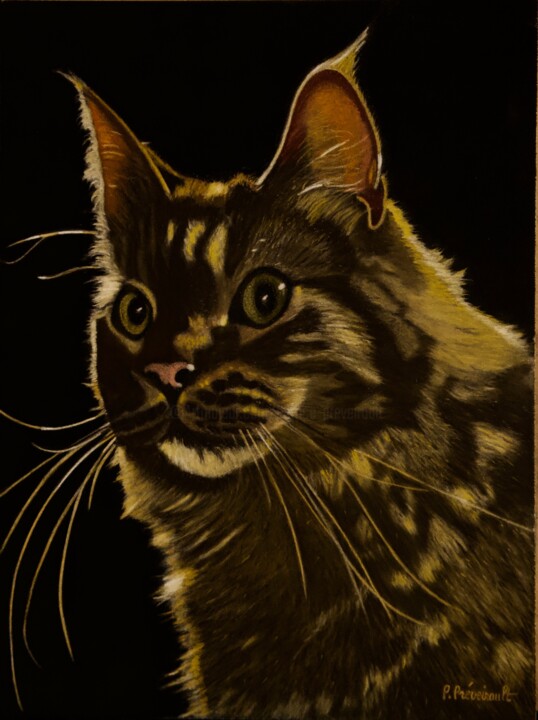 Drawing titled "Newton (maine coon)" by Patrice Preveirault, Original Art, Pastel