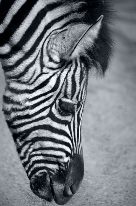 Photography titled "LE ZEBRE" by Patrice Vial, Original Artwork, Digital Photography Mounted on Aluminium