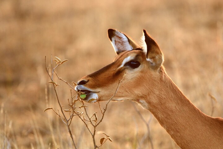 Photography titled "IMPALA - LE PORTRAIT" by Patrice Vial, Original Artwork, Non Manipulated Photography Mounted on Aluminium