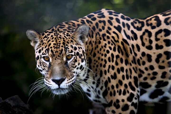 Fotografia intitolato "LE JAGUAR DANS TOUT…" da Patrice Vial, Opera d'arte originale, Fotografia manipolata Montato su Allum…