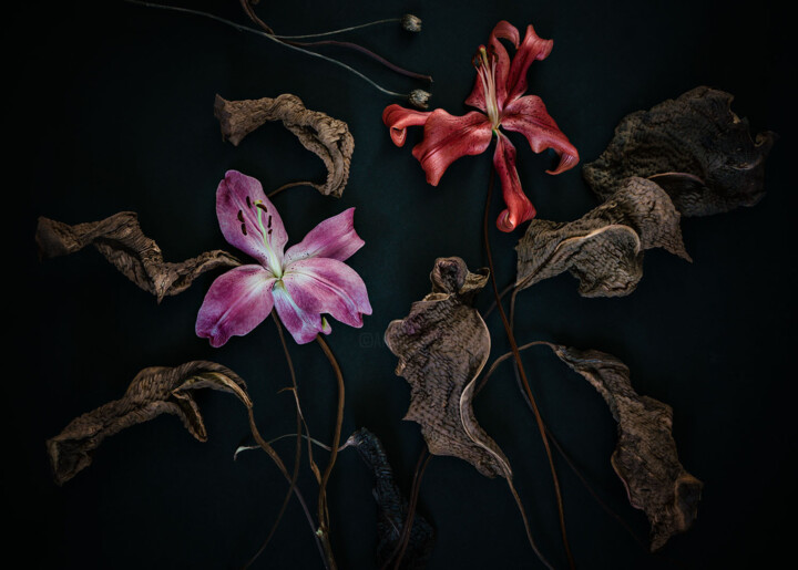 Fotografie getiteld "FLORAISON 6 " Noctu…" door Patricia Giudicelli Sister, Origineel Kunstwerk, Digitale fotografie