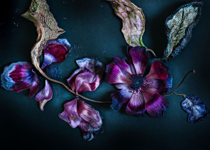 Photographie intitulée "FLORAISON 7 " Noctu…" par Patricia Giudicelli Sister, Œuvre d'art originale, Photographie numérique