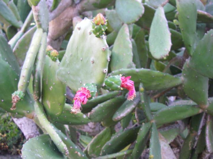 제목이 "cactus......"인 사진 Patricia Neveux로, 원작