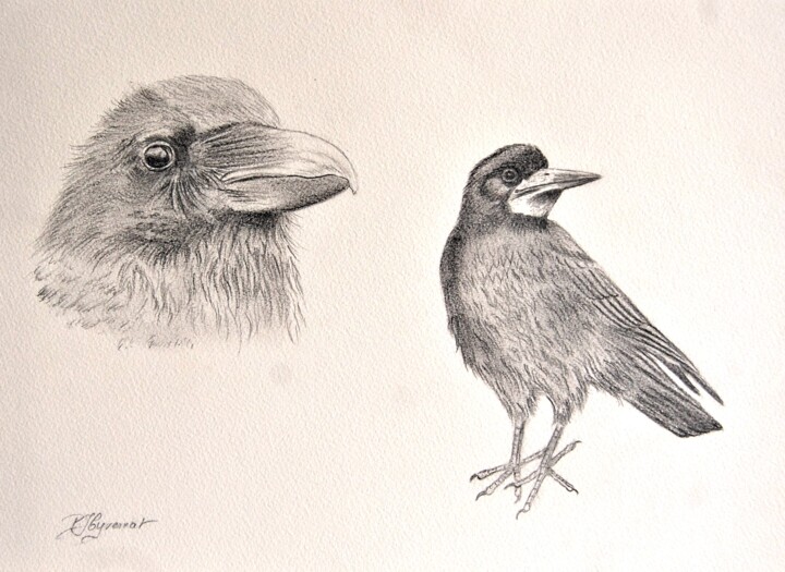 Dessin intitulée "corbeaux - dessin g…" par Patricia Hyvernat, Œuvre d'art originale, Graphite