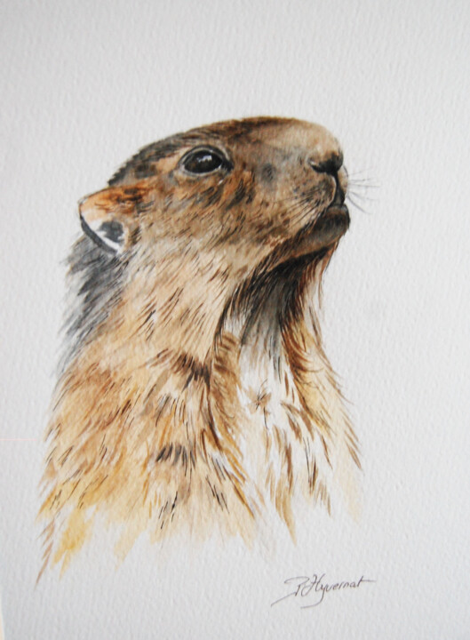 Painting titled "marmotte - aquarell…" by Patricia Hyvernat, Original Artwork, Ink