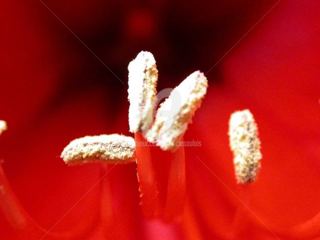 Photography titled "amaryllis1" by Patricia Saulais, Original Artwork, Digital Photography