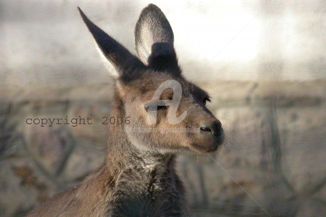 Fotografia zatytułowany „kangourou” autorstwa Patricia Saulais, Oryginalna praca, Fotografia cyfrowa