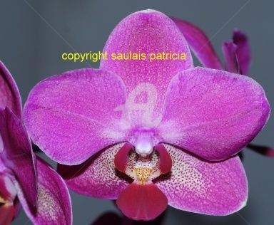 Fotografie getiteld "orchidee N°2" door Patricia Saulais, Origineel Kunstwerk