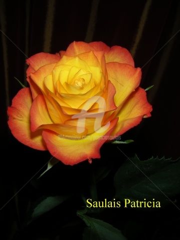 Fotografie getiteld "rose orangee N°1" door Patricia Saulais, Origineel Kunstwerk, Digitale fotografie