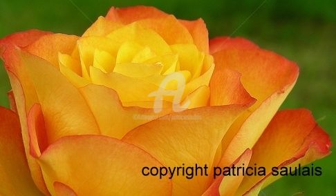 "rose orangee 3" başlıklı Fotoğraf Patricia Saulais tarafından, Orijinal sanat, Dijital Fotoğrafçılık