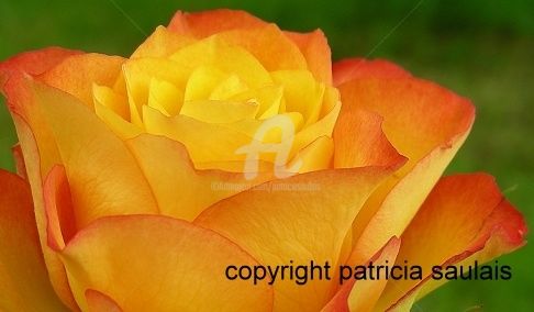 Photography titled "rose orangee 3" by Patricia Saulais, Original Artwork, Digital Photography