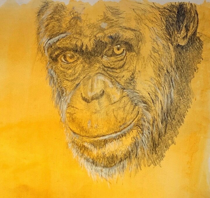 Drawing titled "Chimpanzé" by Patrick Dugué, Original Artwork, Pencil