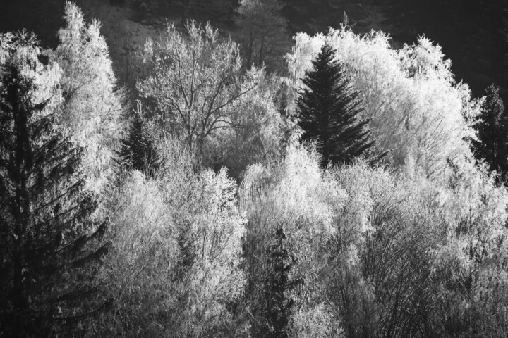 Fotografie getiteld "Silver trees" door Patrick Kessler, Origineel Kunstwerk, Digitale fotografie