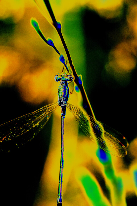 Цифровое искусство под названием "Dragonfly" - Patrick Kessler, Подлинное произведение искусства, Цифровая фотография