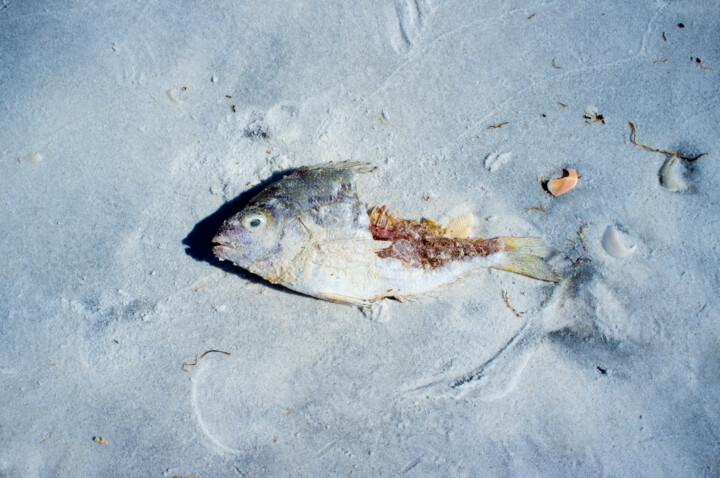 Photography titled "Ex-Fish" by Paul Alba, Original Artwork, Digital Photography