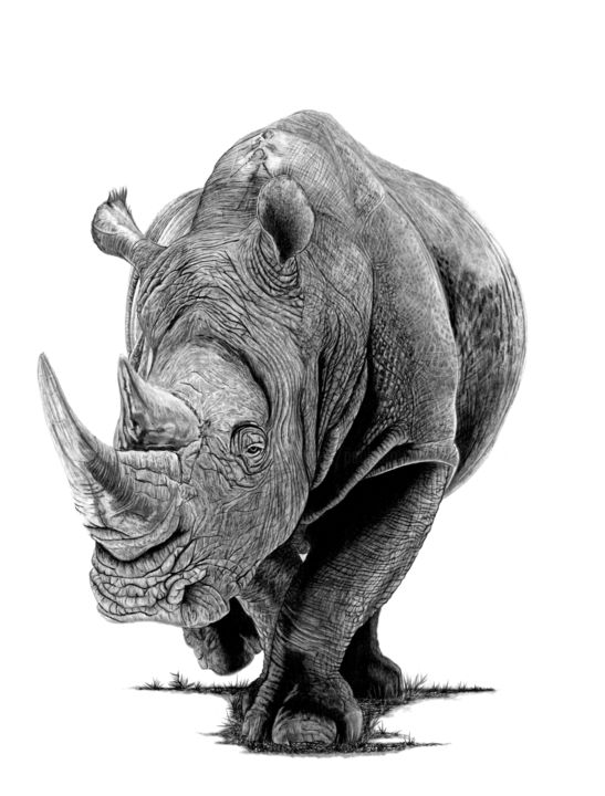 Drawing titled "Rhino" by Paul Stowe, Original Artwork, Graphite