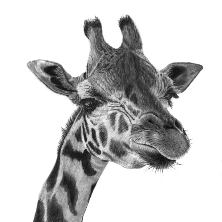 Disegno intitolato "Giraffe" da Paul Stowe, Opera d'arte originale, Grafite