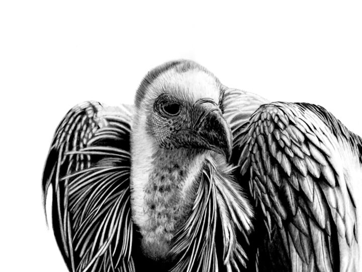 「Cape Vulture」というタイトルの描画 Paul Stoweによって, オリジナルのアートワーク, 鉛筆