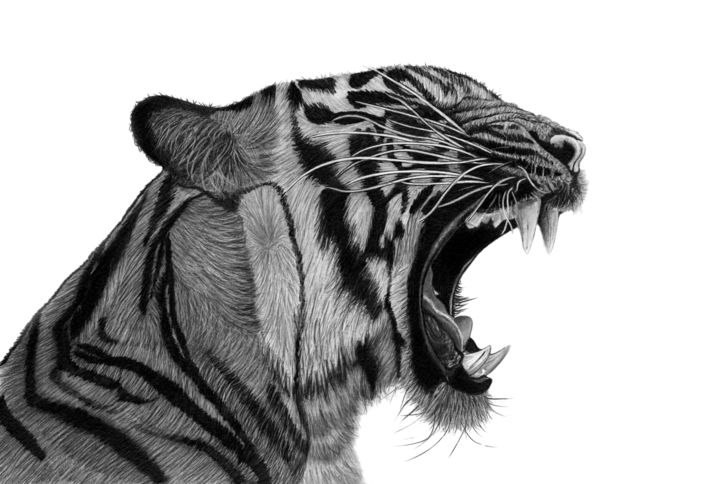 Tekening getiteld "Growling Tiger" door Paul Stowe, Origineel Kunstwerk, Grafiet