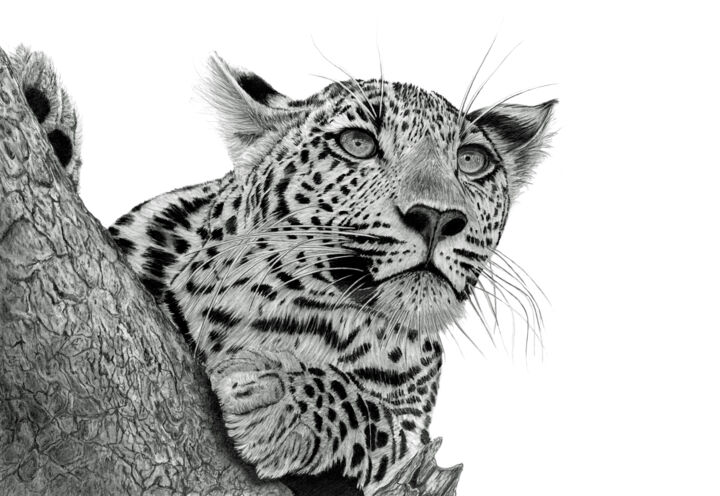 Σχέδιο με τίτλο "Pensive Leopard" από Paul Stowe, Αυθεντικά έργα τέχνης, Γραφίτης