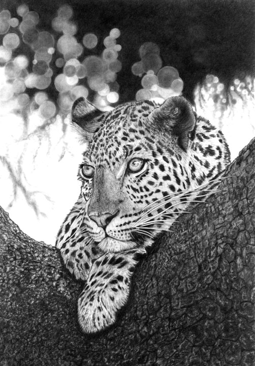 Drawing titled "Resting Leopard 2022" by Paul Stowe, Original Artwork, Graphite