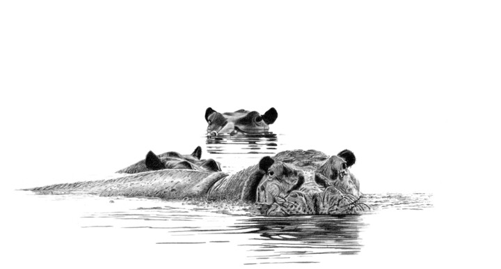 Drawing titled "Hippos" by Paul Stowe, Original Artwork, Graphite