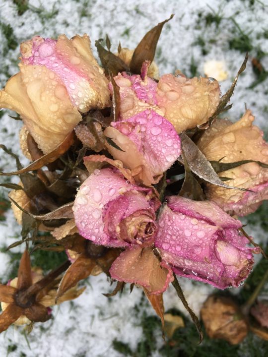 Photographie intitulée "roses perlées" par Paul Yves Poumay, Œuvre d'art originale