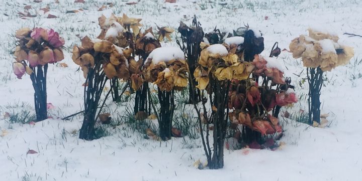 Fotografie getiteld "winter roses" door Paul Yves Poumay, Origineel Kunstwerk